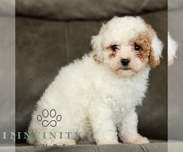 Medium Photo #2 Cavapoo (Miniature) Puppy For Sale in BIRD IN HAND, PA, USA