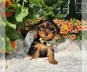 Yorkshire Terrier Puppy for sale in INDIANAPOLIS, IN, USA