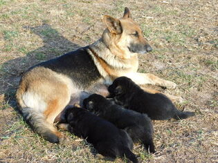 Mother of the German Shepherd Dog puppies born on 03/14/2019