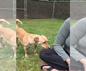 Charlie A Dachshund-Corgi mix male - Male Dorgi Dog for Adoption - Photo #5