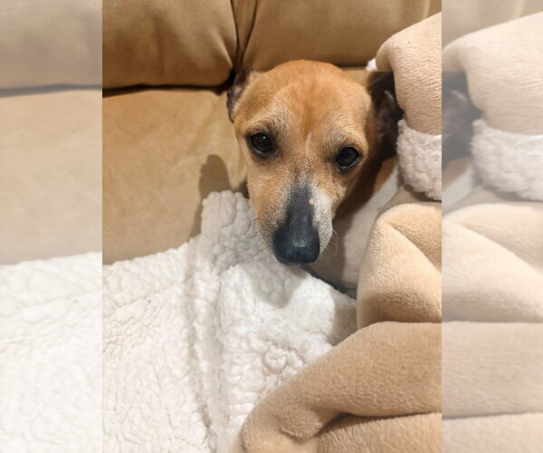 Medium Photo #7 Jack Russell Terrier-Unknown Mix Puppy For Sale in Springdale, PA, USA