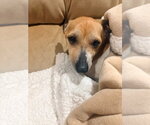Small #6 Jack Russell Terrier Mix