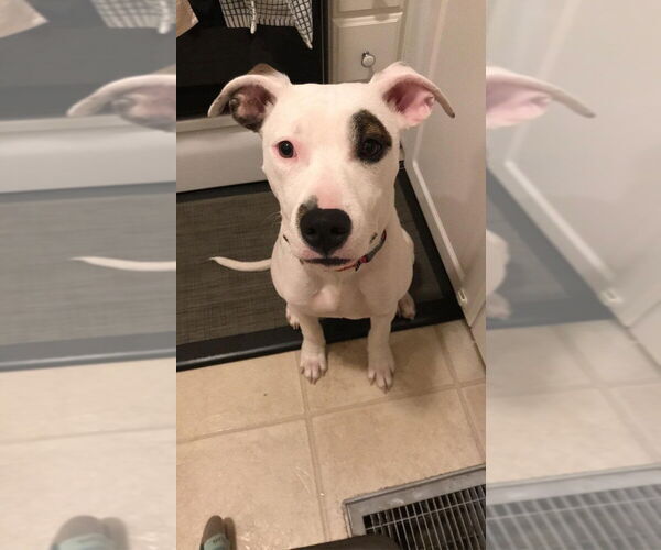 Medium Photo #4 American Pit Bull Terrier-Unknown Mix Puppy For Sale in New York, NY, USA