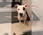 Small #3 American Pit Bull Terrier Mix