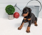 Small Photo #73 Doberman Pinscher Puppy For Sale in GOSHEN, IN, USA