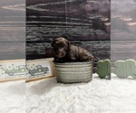 Small Photo #7 Aussiedoodle Puppy For Sale in UNIONVILLE, IA, USA