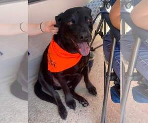Labrador Retriever-Unknown Mix Dogs for adoption in San Diego, CA, USA
