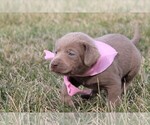 Small Photo #1 Labrador Retriever Puppy For Sale in MARSHFIELD, MO, USA