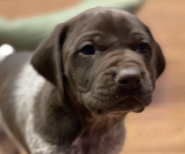 Medium Photo #7 German Shorthaired Pointer Puppy For Sale in DALLAS, OR, USA