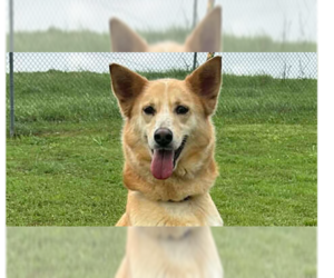 Mutt Dogs for adoption in Abbeville, LA, USA