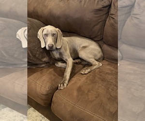 Weimaraner Dog for Adoption in DEWY ROSE, Georgia USA