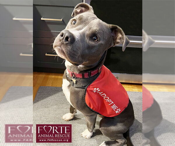 Medium Photo #2 American Staffordshire Terrier-Unknown Mix Puppy For Sale in Marina del Rey, CA, USA