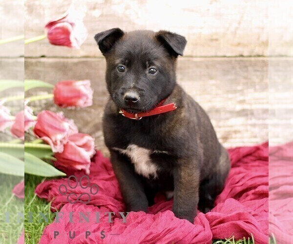 Medium Photo #5 Belgian Malinois Puppy For Sale in RONKS, PA, USA