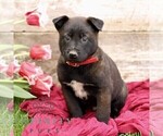 Small #4 Belgian Malinois