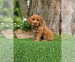Image preview for Ad Listing. Nickname: Mini lewis