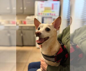 Mutt Dogs for adoption in Royse City, TX, USA