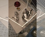 Small Photo #4 French Bulldog Puppy For Sale in NAMPA, ID, USA
