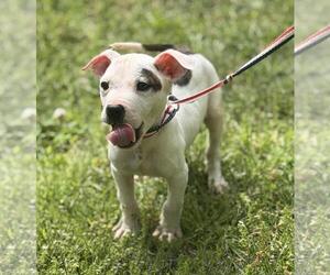 Boxer-Unknown Mix Dogs for adoption in Yardley, PA, USA