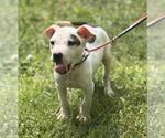 Small Boxer Mix