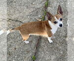 Small #2 Chihuahua