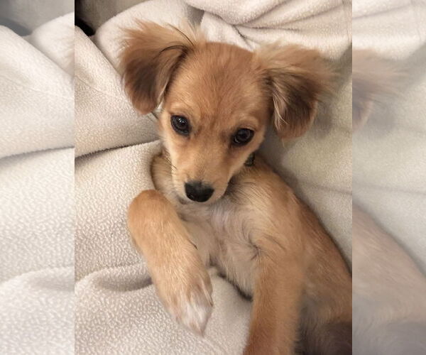 Medium Photo #1 Chiranian Puppy For Sale in Bellevue, WA, USA