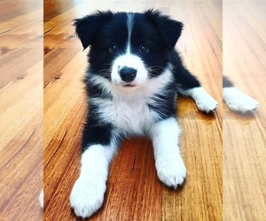 Border Collie Dogs for adoption in LOS ANGELES, CA, USA