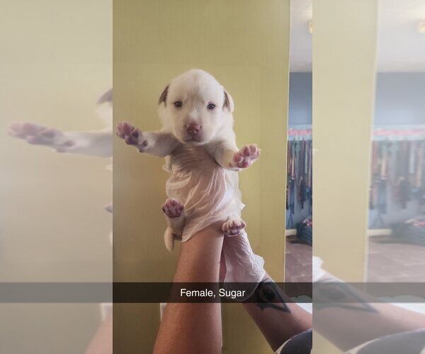 Medium Photo #2 Labsky Puppy For Sale in Evansville, IN, USA