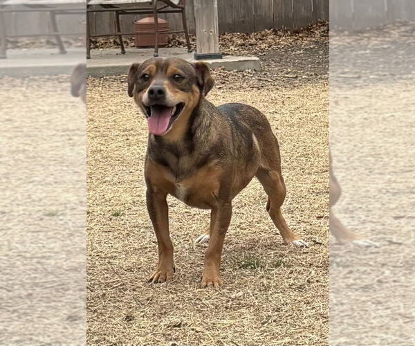 Medium Photo #1 Mutt Puppy For Sale in Great Bend, KS, USA