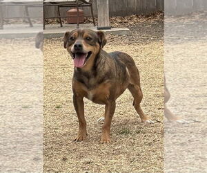 Mutt Dogs for adoption in Great Bend, KS, USA