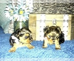 Small Photo #7 Yorkshire Terrier Puppy For Sale in STKN, CA, USA
