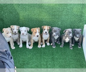 American Pit Bull Terrier Puppy for sale in PERRINE, FL, USA