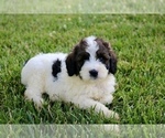 Small #1 Bernedoodle