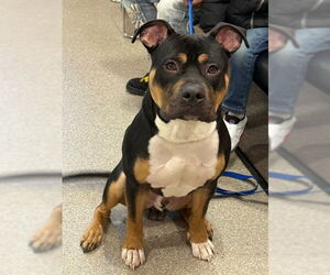 Mutt Dogs for adoption in Louisville, KY, USA