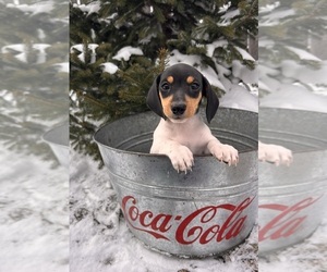 Dachshund Puppy for sale in MIDDLEBURY, IN, USA