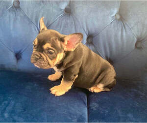 French Bulldog Puppy for sale in WEST PALM BEACH, FL, USA