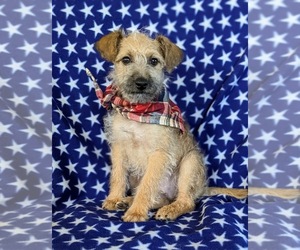 Goldendoodle-Jack Russell Terrier Mix Puppy for sale in NOTTINGHAM, PA, USA