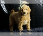 Small Photo #73 Cavapoo Puppy For Sale in WARSAW, IN, USA