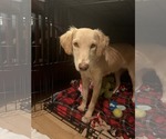 Small #16 Golden Labrador