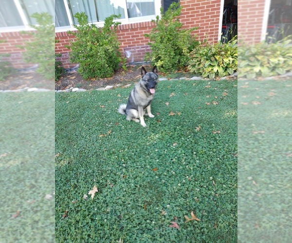 View Ad Norwegian Elkhound Dog for Adoption near Pennsylvania, BROGUE