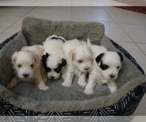 Mal-Shi-Maltipoo Mix Puppy for sale in SARASOTA, FL, USA