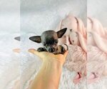 Small #11 Chihuahua