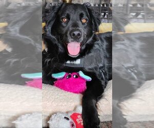 Labrador Retriever-Retriever  Mix Dogs for adoption in Palatine/Kildeer/Buffalo grove, IL, USA