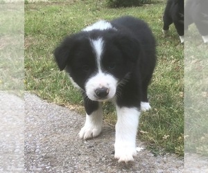 Border Collie Puppy for sale in BRIGHTON, TN, USA