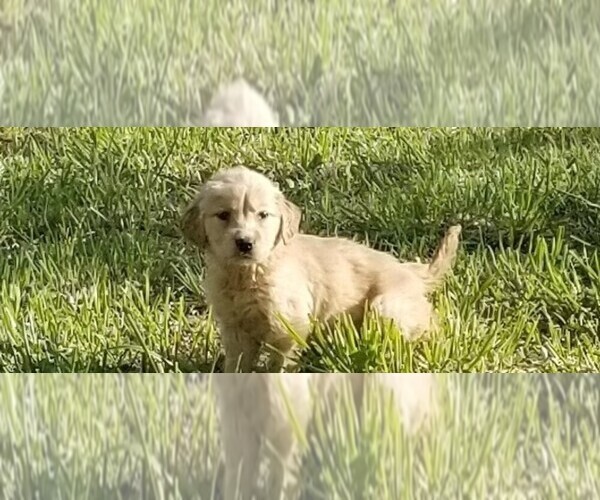 Full screen Photo #4 Golden Retriever Puppy For Sale in TWIN FALLS, ID, USA