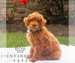 Indie - Male Poodle (Toy) Puppy for Sale - Photo #2
