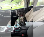 Small #1 Shih Tzu