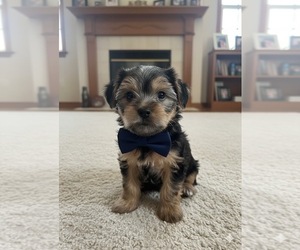 Medium Yorkshire Terrier