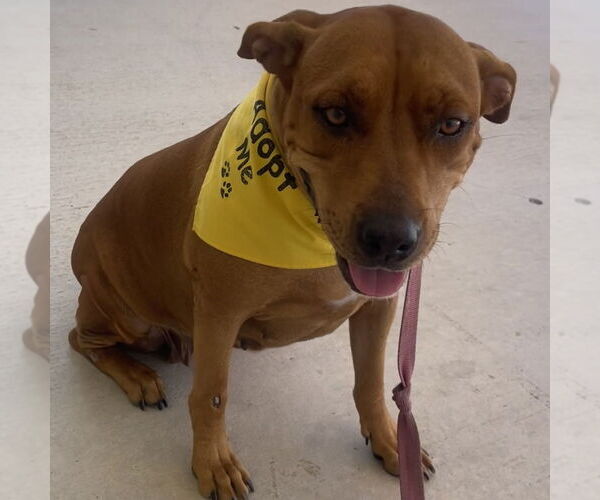 Medium Photo #2 Mutt Puppy For Sale in Fort Pierce, FL, USA