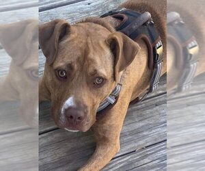 Frankie - Female American Staffordshire Terrier-Unknown Mix Dog for Adoption - Photo #21