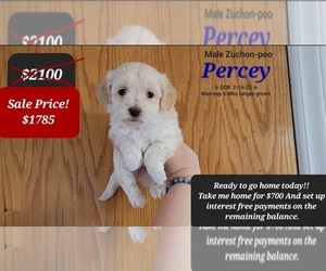 Poodle (Toy)-Zuchon Mix Puppy for sale in TUCSON, AZ, USA